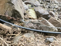 Sceloporus utiformis