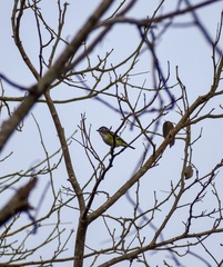 Vireo solitarius