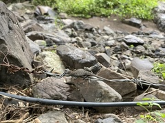 Sceloporus utiformis