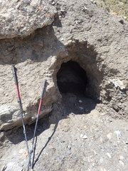 Ursus arctos isabellinus