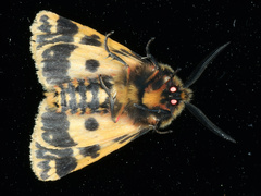Ardices curvata