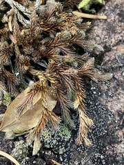 Selaginella rupestris