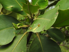 Clusia multiflora
