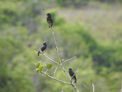 Chelidoptera tenebrosa
