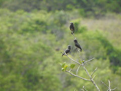 Chelidoptera tenebrosa
