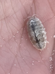 Alloniscus perconvexus