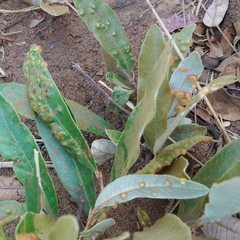 Neuroterus numismalis