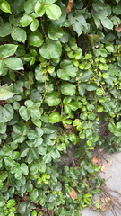 Parthenocissus tricuspidata