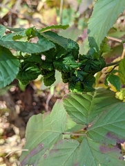 Phylloplecta tripunctata