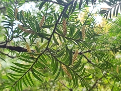 Prumnopitys ferruginea