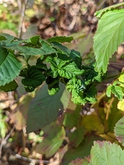 Phylloplecta tripunctata