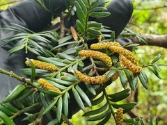 Prumnopitys ferruginea