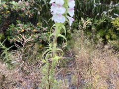 Bellardia trixago