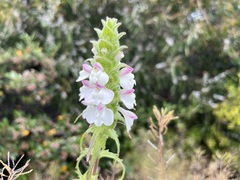 Bellardia trixago