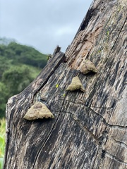 Trametes villosa