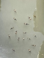 Marilyna pleurosticta