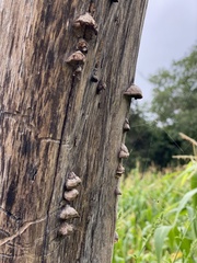 Trametes villosa