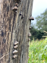 Trametes villosa