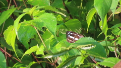 Limenitidinae