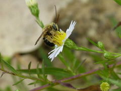 Melissodes dentiventris