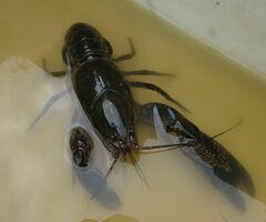 Cherax