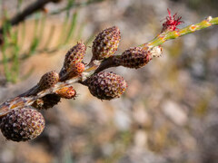 Allocasuarina humilis