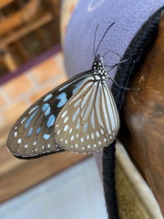 Ideopsis similis