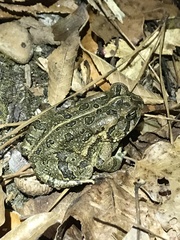 Anaxyrus fowleri