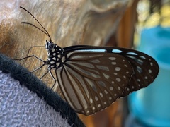 Ideopsis similis