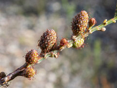 Allocasuarina humilis