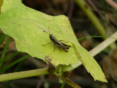 Dichromorpha viridis