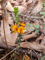 Pultenaea gunnii