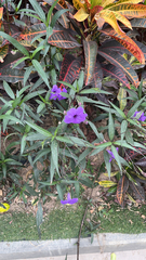 Ruellia simplex