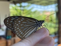 Ideopsis similis
