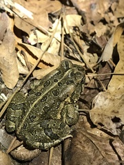 Anaxyrus fowleri