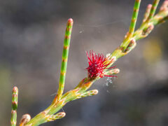 Allocasuarina humilis