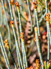 Allocasuarina humilis