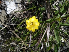 Gentiana scabrida