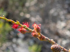 Allocasuarina humilis