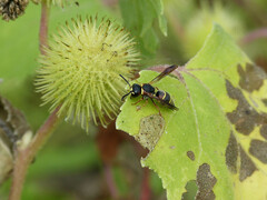Euodynerus hidalgo