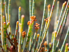 Allocasuarina humilis