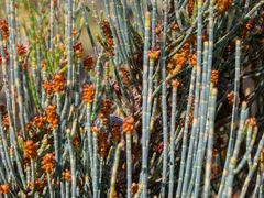 Allocasuarina humilis