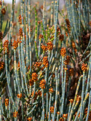 Allocasuarina humilis