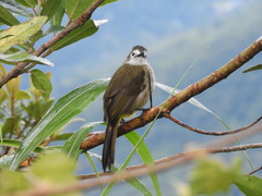 Pycnonotus flavescens leucops