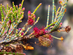 Allocasuarina humilis