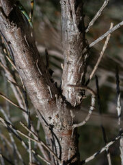 Allocasuarina humilis