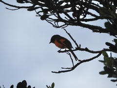 Pericrocotus solaris