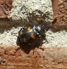 Nicrophorus orbicollis