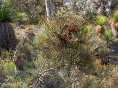 Allocasuarina humilis