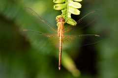 Neurothemis intermedia